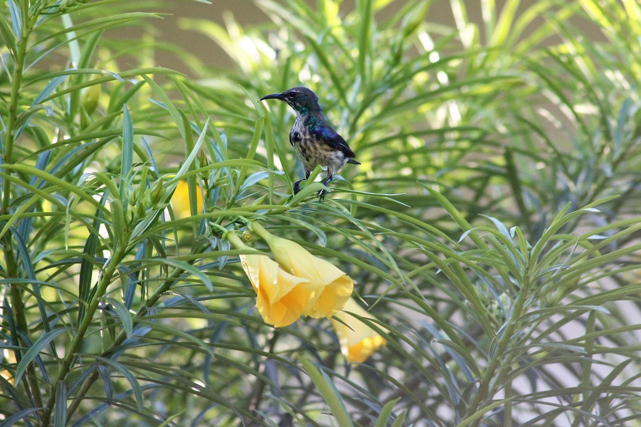 Botanica Eco Lodge Michamvi Εξωτερικό φωτογραφία